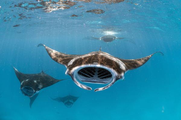 Bild 1 von 5: Die großen Mäuler der Mantarochen sind perfekt, um Plankton aus dem Indischen Ozean zu filtern.