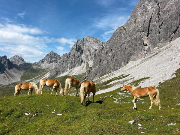 Bild 1 von 22: Im Bild: In den Lechtaler Alpen findet man eine beeindruckende Natur, in der auch Haflinger ihren Lebensraum haben.
