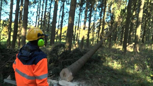 Bild 1 von 15: Dennis fällt einen Baum mit der Kettensäge.
