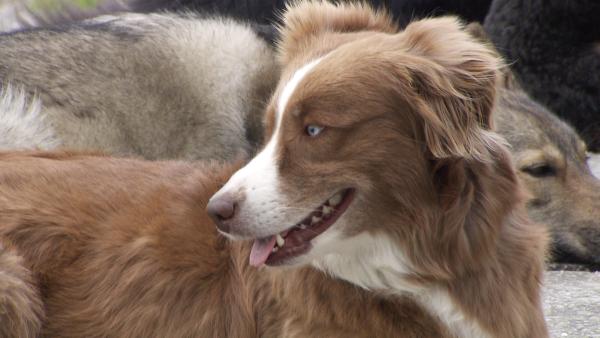 Bild 1 von 4: Laut Statistik Austria lebt in jedem zehnten Vorarlberger Haushalt mindestens ein Hund - Tendenz steigend.