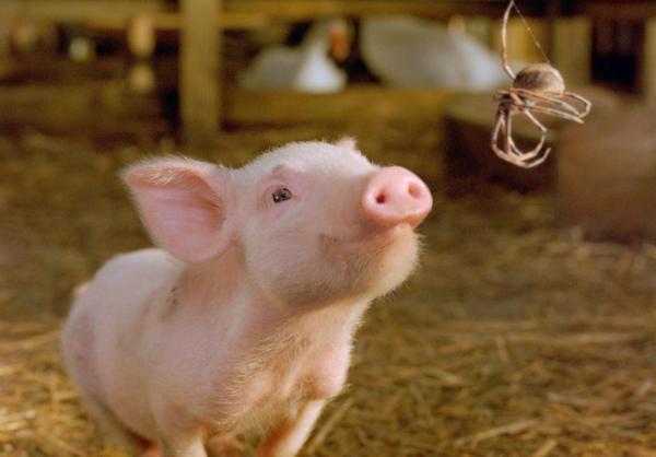 Bild 1 von 17: Wilbur und die Spinne Charlotte, die selbst nur selten im Mittelpunkt steht, verbindet bald eine unzertrennliche Freundschaft.