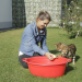 Anna und die Haustiere