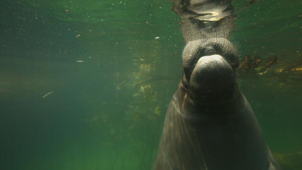 Bild 1 von 7: Bis zu zwanzig Minuten kann eine Amazonas-Seekuh unter Wasser bleiben. Nur im wasserreichsten Strom der Erde, dem Amazonas, leben Seekühe im Süßwasser. Ihr Lebensraum steht in weiten Teilen allerdings vor dem ökologischen Kollaps. Der Biologe Diogo Alexandre de Souza führt einen verzweifelten Kampf um die Amazonas-Seekuh und hat ein einzigartiges Auswilderungsprogramm auf die Beine gestellt.