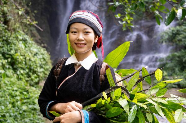 Bild 1 von 5: Phan Thi Lien sammelt Pflanzen, die in der traditionellen Heilmedizin ihres Volkes, der ethnischen Minderheit der Dao, eine wichtige Rolle spielen.