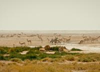 Kalahari - Gesetz der Wildnis