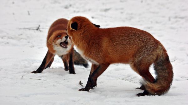 Bild 1 von 2: Zwei Füchse klären ihre Revieransprüche - zu ernsthaften Verletzungen kommt es dabei nur sehr selten.