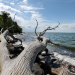 Wilde Ostsee