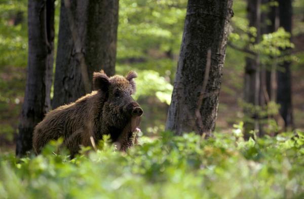 Bild 1 von 16: Im Bild: Wildschwein im Mischwald.