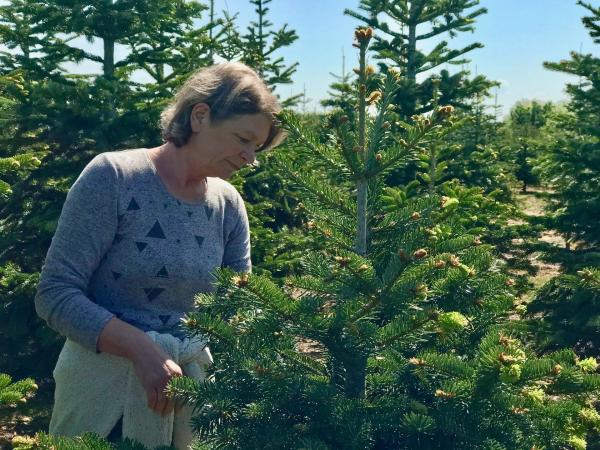 Bild 1 von 11: Maria Kregler zupft Knospen mit der Hand ab. Der Spätfrost hat einen Teil der Pflanzung stark geschädigt.