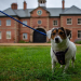 Unsere Hundeschule