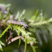 Die Tricks der Tiere