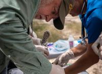 Der Ozelot - Eine Katze in Not