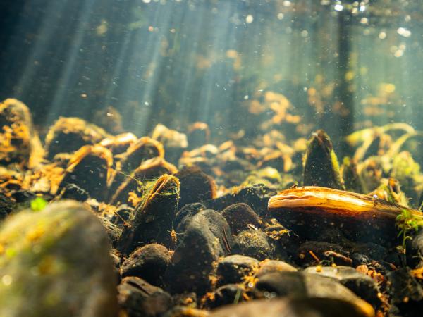 Bild 1 von 15: In manchen Flüssen Finnlands findet man sie noch - die Flussperlmuschel. Einst weit verbreitet, ist diese Art heute stark bedroht.