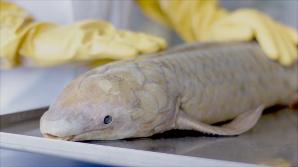 Bild 1 von 5: Der Lungenfisch ist der Pionier der luftatmenden Tiere.