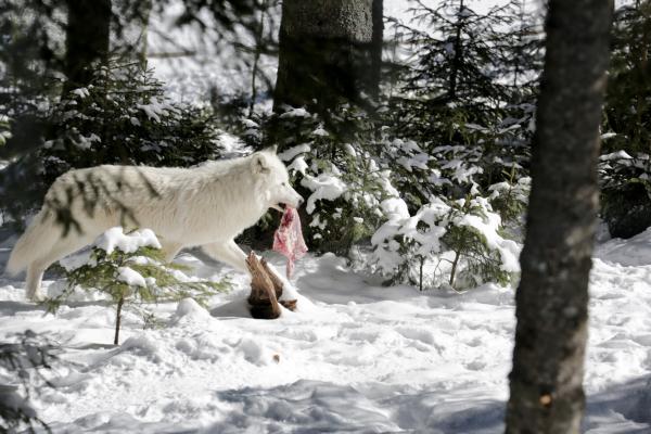 Bild 1 von 1: Polarwolf mit Beute