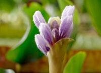 Unser grüner Planet