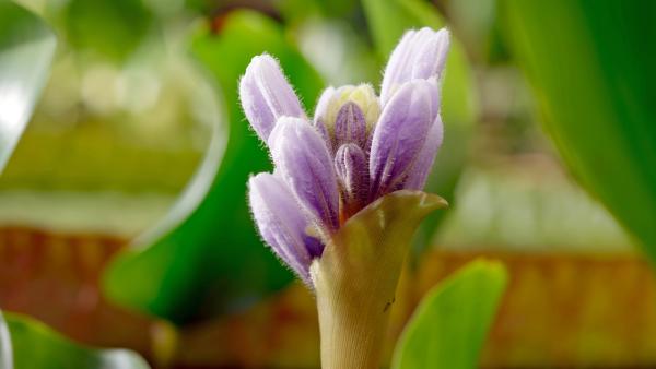 Bild 1 von 11: Wasserhyazinthen sind in den Tropen weit verbreitet und können dichte Teppiche bilden.
