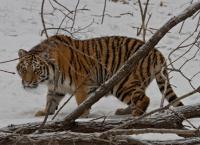 Amur - Asiens Amazonas