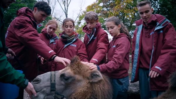 Bild 1 von 3: Von links: Max, Mila, Jóra, Jakob, Vivian und Anton mit einem Trampeltier