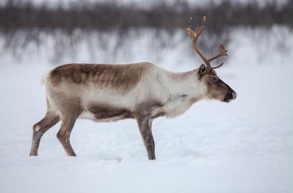Bild 1 von 4: Vor etwa dreieinhalbtausend Jahren begannen die Sami, Rentiere zu domestizieren und zu züchten.