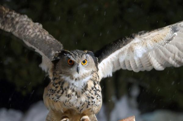 Bild 1 von 3: Was war das Geheimnis von ?Grey Owl?, einem Trapper und Schriftsteller im Kanada des frühen 20. Jahrhunderts?