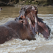 Fight Club der Tiere - Wilde Rivalen