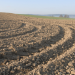 Das Kornfeld - Dschungel für einen Sommer