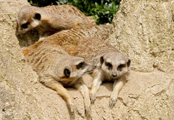 Bild 1 von 4: Die Urmutter der Zoo-Doku-Soaps \