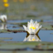 Geheimnisvolle Wildblumen