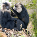 Tierkinder der Wildnis