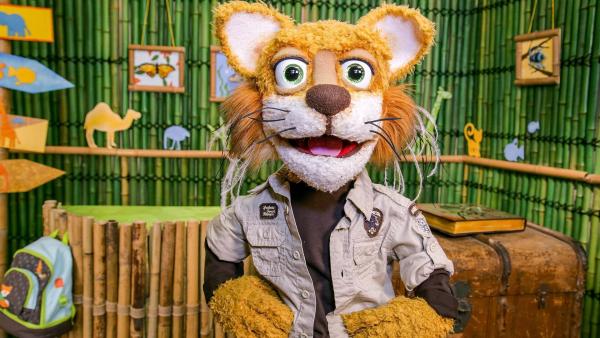 Bild 1 von 3: Im Bild: Kater Kurt