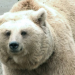 Welt der Tiere