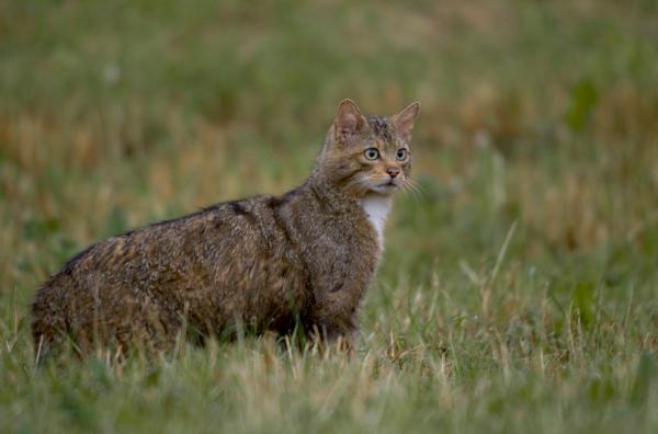 Bild 1 von 6: Anfang der 2000er Jahre war auch die Waldkatze bedroht und lebte im Schatten verstreuter Waldfragmente -? heute hat sich die Population erholt und man sieht die Tiere wieder in unseren ländlichen Regionen herumstöbern.
