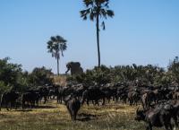 Okawango - Fluss der Träume