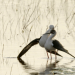 Expedition ins Schilf - Nationalpark Neusiedler See