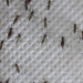 Mückenalarm - Invasion der Plagegeister
