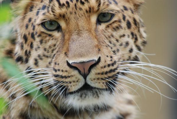 Bild 1 von 13: Leopard.