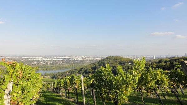 Bild 1 von 2: Im Bild: Weingärten in Klosterneuburg.