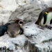 Bilder zur Sendung: Jetzt wird s tierisch!