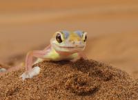 Das Geheimnis der Wüstenelefanten