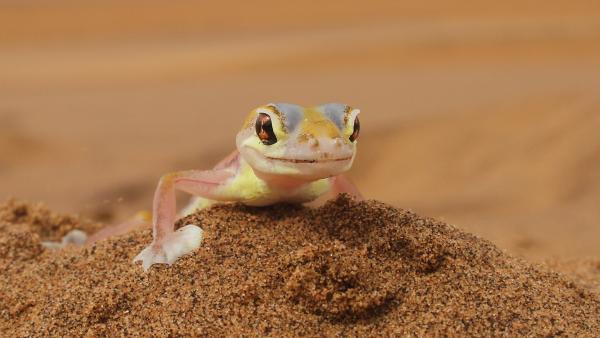 Bild 1 von 6: Auf den großen Augen des Namib-Geckos kondensiert Wasser, das er dann ablecken kann.