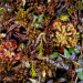 natur exclusiv