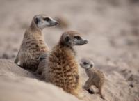 Haus der Erdmännchen - Eine Familiensaga