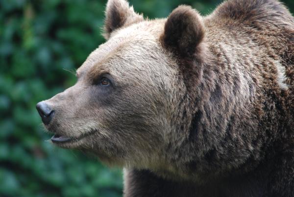 Bild 1 von 1: Bärin Olga darf zunehmen.