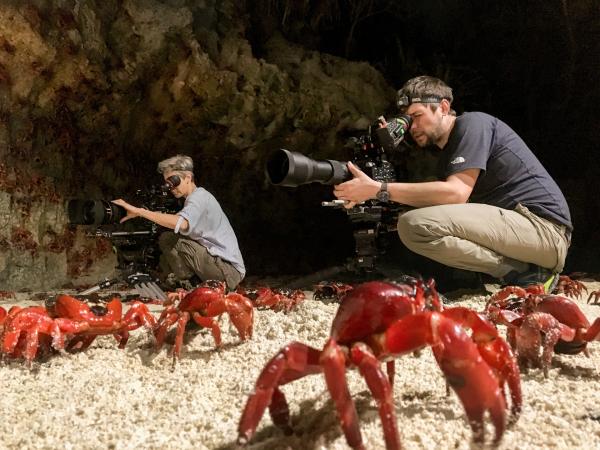 Bild 1 von 6: Die Kameraleute Sophie Darlington und Ryan Atkinson lagen genau rechtzeitig auf der Lauer, um die große Wanderung der Weihnachtsinsel-Krabben zu filmen.