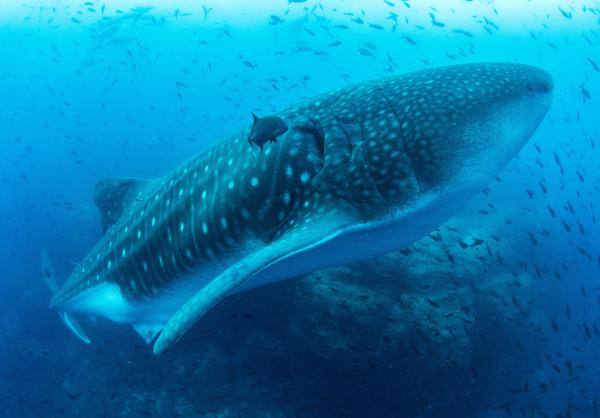 Bild 1 von 8: Der Walhai ist zwar der größte Fisch in den Meeren, er ernährt sich aber von den kleinsten Lebewesen im Wasser, dem Plankton.