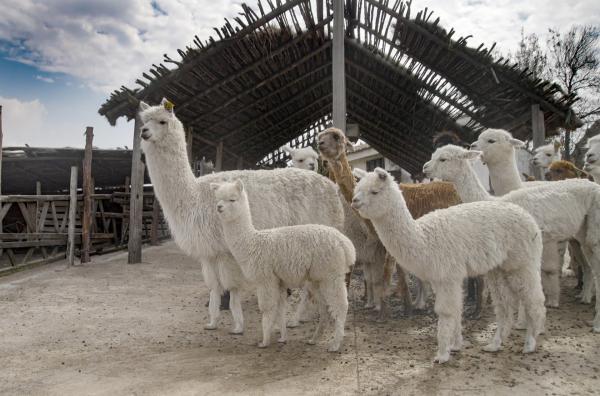 Bild 1 von 7: Alpakas liefern feinste Wolle und sind gut an das Leben in Höhenlagen angepasst.