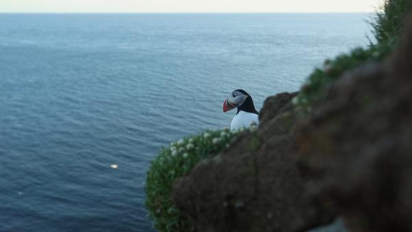 Bild 1 von 5: An den steilen Hängen der Westmännerinseln brüteten einst Millionen von Papageitauchern.