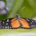 Die Sprache der Tiere