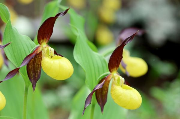 Bild 1 von 3: Der Gelbe Frauenschuh ist eine seltene Orchideenart, die nur an wenigen Orten der Welt zu finden ist.
